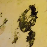 Dessin d'algues dans un récupérateur d'eau