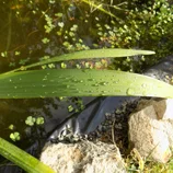 Gouttes d'eau sur une feuille