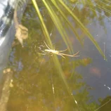 Araignée de bassin