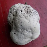 Vesse de loup géante