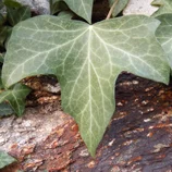 Feuille de lierre