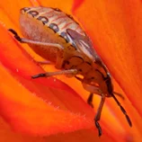 Insecte dans une fleur