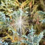Graine de pissenlit dans un sapin