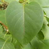 Feuille en forme de coeur