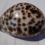 Coquillage porcelaine