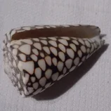 Coquillage Conus marmoreus
