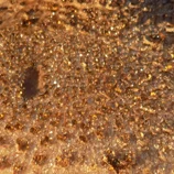 Coulemelle en gros plan