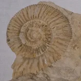 Fossile d'ammonite