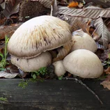 Champignons blancs
