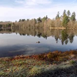 Étang du bois des Bruges