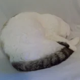 Chatte blanche endormie