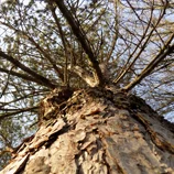 Arbre en contre-plongée