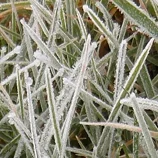 Gros plan d'herbe givrée