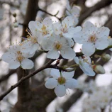 Fleurs blanches de prunier