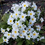 Primevères blanches