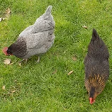 Poule grise et poule noire