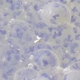 Grappe de larves en gros plan