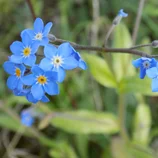 Myosotis