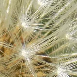 Gros plan de pissenlit