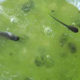 Larves qui ont grandi