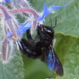 Bourdon dans la bourrache