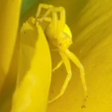 Araignée jaune sur une tulipe jaune