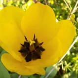 Araignée jaune sur une tulipe jaune