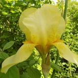 Iris jaune