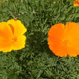 Fleurs d'escholzia